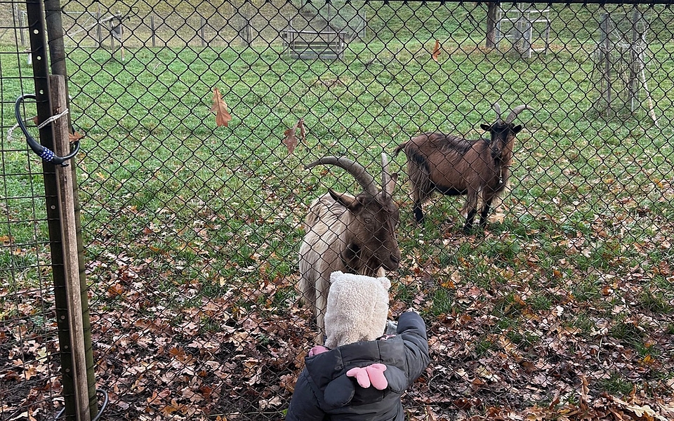 Wir besuchen gemeinsam die Stadtgeissen in Seebach und hören spannende Geschichten.